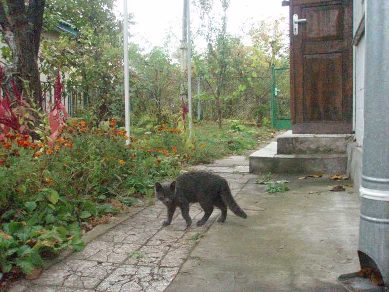 Сначала один – два диковатых котика