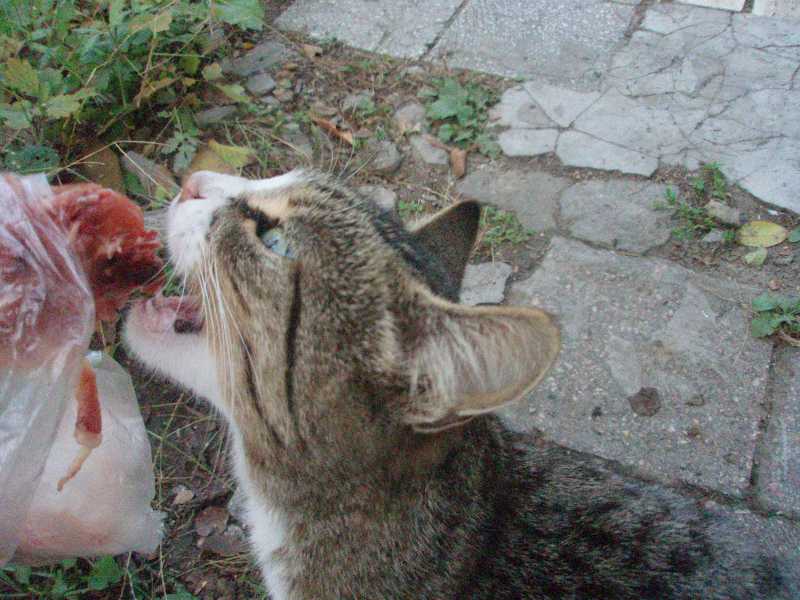 Вам непременно захочется их накормить