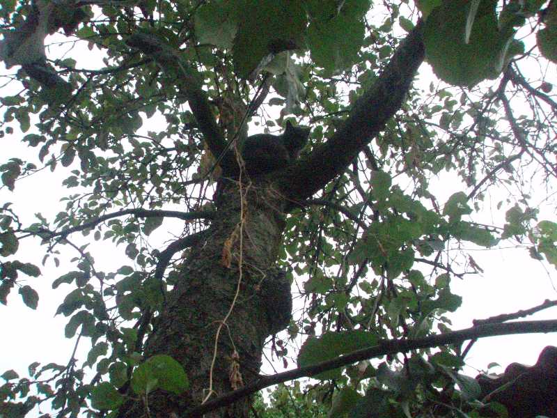 Гуляют сами по себе