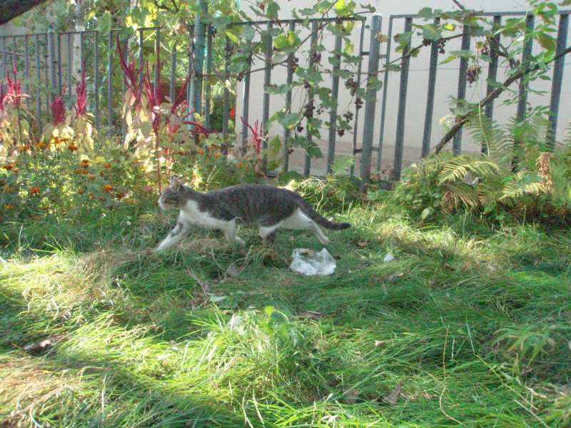 Бросает добычу и спасается бегством