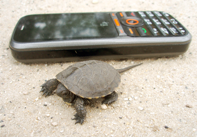 Маленькая черепашка