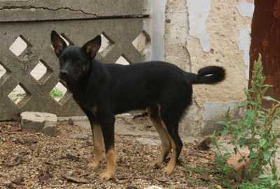 Чёрная собачонка