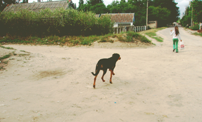 Дворовые собаки