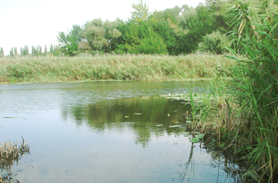 Есть там речушка