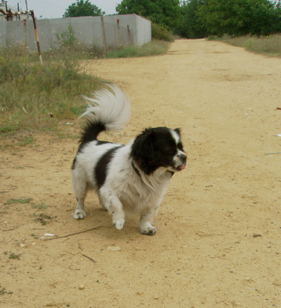 Лапка болит