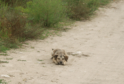 Лежу на дорожке
