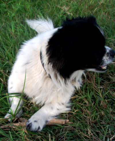 Палочку грызу