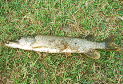 Щука на траве