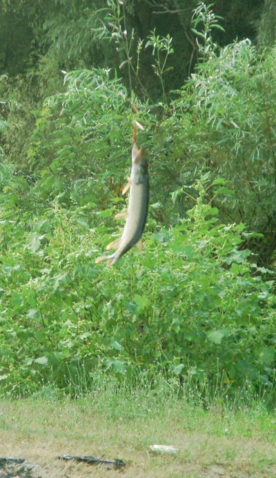 Щука на крючке