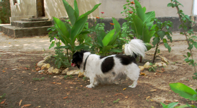 Моя маленькая собачка Ник