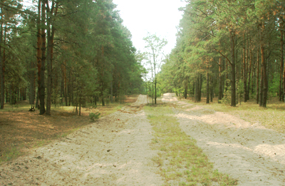 Там есть лес