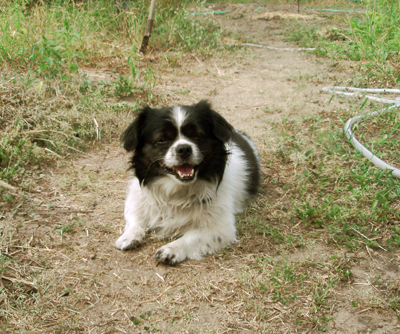 Моя маленькая собачка Ник