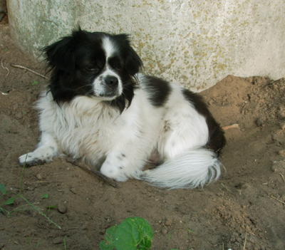 Первым делом - вырыть яму!